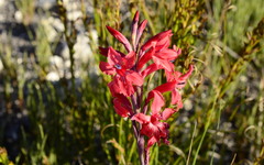 Tritoniopsis pulchra