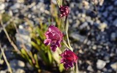 Gladiolus guthriei