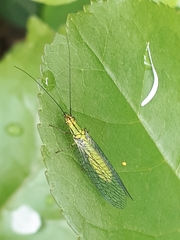 Hypochrysa elegans