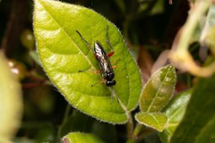 Macrophya diversipes
