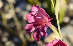 Gladiolus guthriei