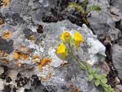 Linaria platycalyx
