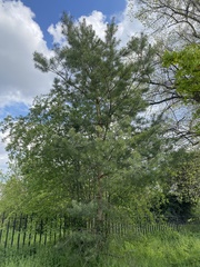 Pinus