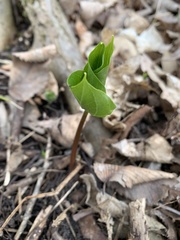 Trillium grandiflorum