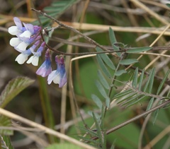 Vicia villosa pseudocracca