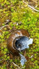 Powelliphanta marchanti