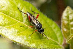 Macrophya diversipes