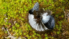 Powelliphanta marchanti