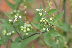 Solanum scabrum