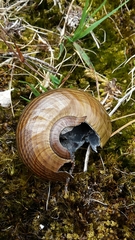 Powelliphanta marchanti