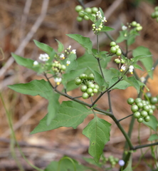 Solanum scabrum