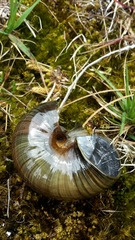 Powelliphanta marchanti