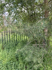 Pinus