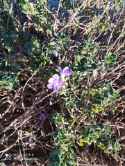Barleria obtusa