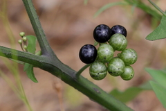 Solanum scabrum