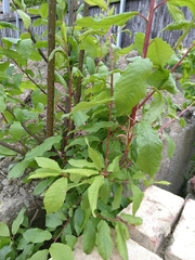 Prunus padus