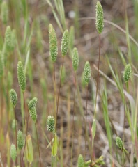 Phleum arenarium