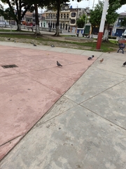 Columba livia
