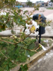 Lagerstroemia indica