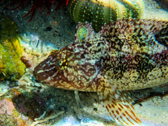 Clinus superciliosus