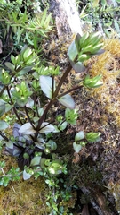Gentianeae