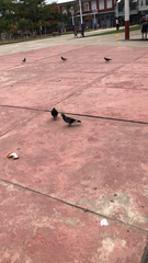 Columba livia