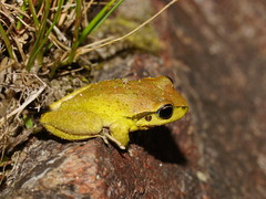 Ranoidea lesueuri
