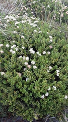 Pimelea buxifolia