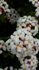Pimelea buxifolia