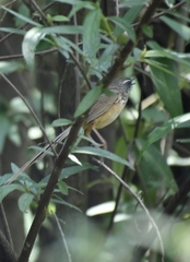 Prinia superciliaris