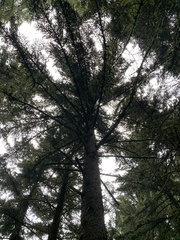 Picea polita