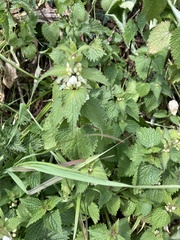 Lamium album