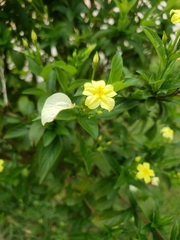 Magnoliopsida