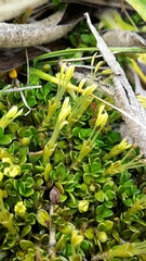 Coprosma perpusilla