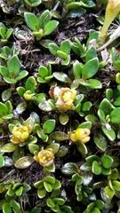Coprosma perpusilla