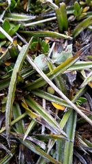 Astelia linearis