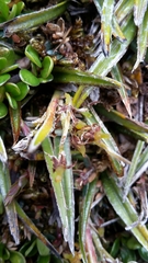 Astelia linearis