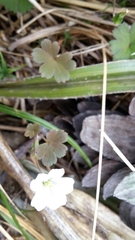 Geranium microphyllum
