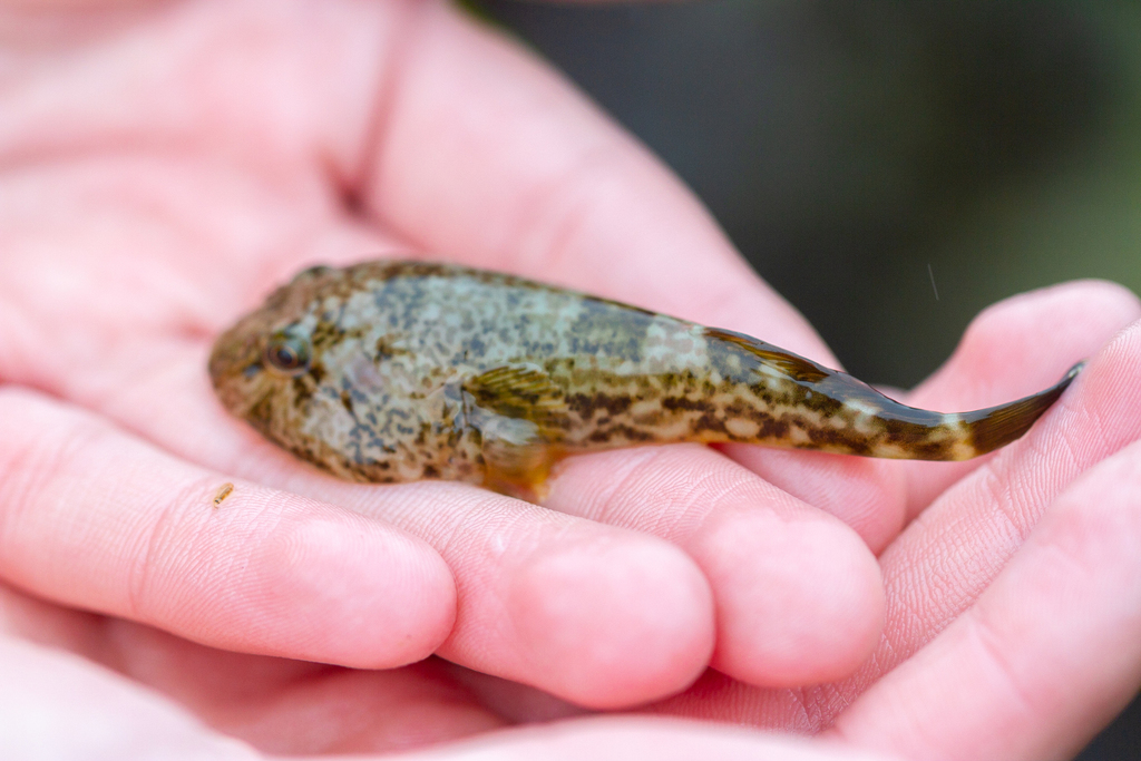 Chilean Clingfish