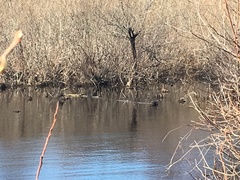 Chrysemys picta picta