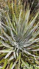 Aciphylla colensoi