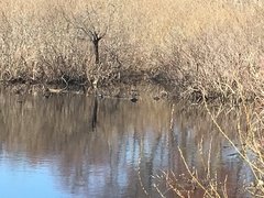 Chrysemys picta picta