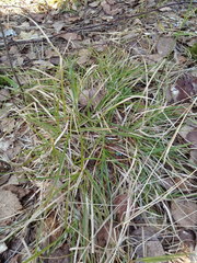 Carex pilulifera