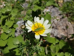 Odontura glabricauda