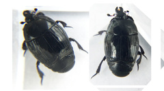 Margarinotus brunneus