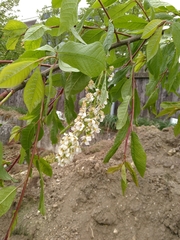 Prunus padus