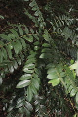 Cnestis polyphylla