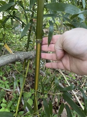 Phyllostachys aureosulcata