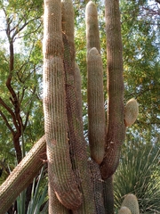 Espostoa lanata lanata