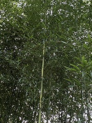 Phyllostachys aureosulcata